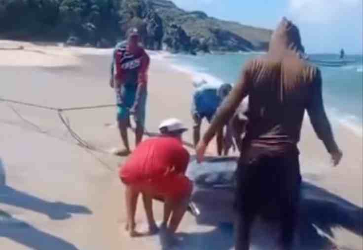 Mantarraya varó en playa Manzanillo de Margarita