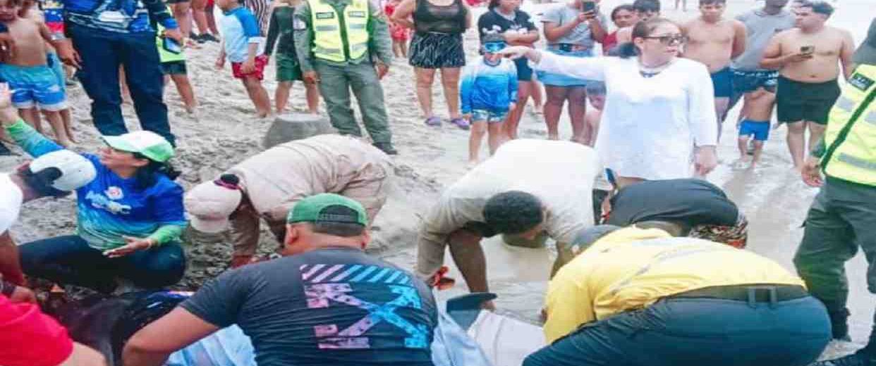 cachalote en Bahía de Patanemo