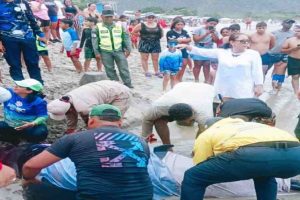 cachalote en Bahía de Patanemo