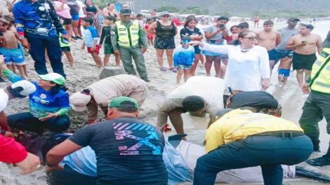 cachalote en Bahía de Patanemo