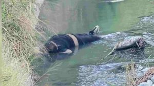 Joven en canal de La Victoria Aragua