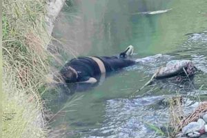 Joven en canal de La Victoria Aragua