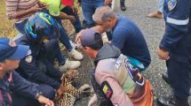 Rescatan cunaguaro atropellado en la autopista Barquisimeto–Sarare