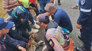 Rescatan cunaguaro atropellado en la autopista Barquisimeto–Sarare