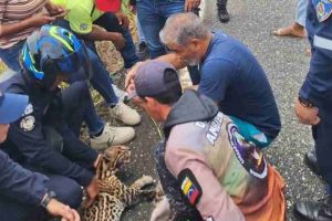 Rescatan cunaguaro atropellado en la autopista Barquisimeto–Sarare