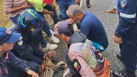 Rescatan cunaguaro atropellado en la autopista Barquisimeto–Sarare