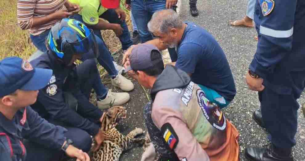Rescatan cunaguaro atropellado en la autopista Barquisimeto–Sarare