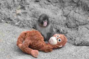 La historia de Punch, el mono abandonado en Tokio