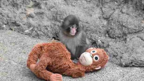La historia de Punch, el mono abandonado en Tokio