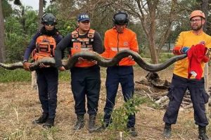Rescate de anaconda en Barinas
