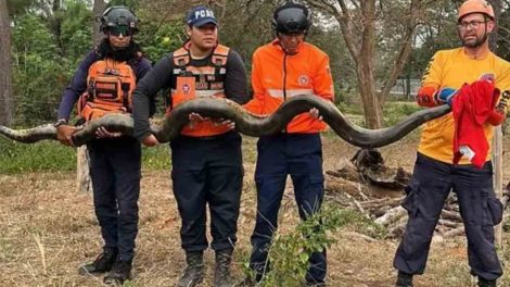Rescate de anaconda en Barinas