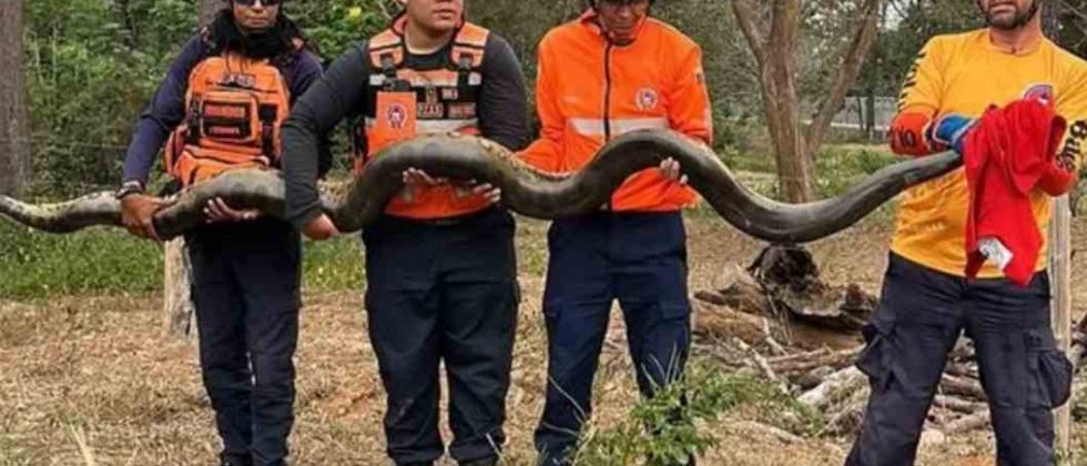 Rescate de anaconda en Barinas