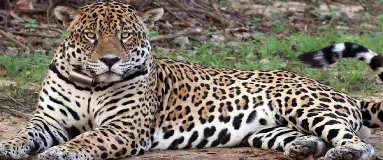 Matan tigre mariposa en Amazonas tras alarma en comunidad indígena