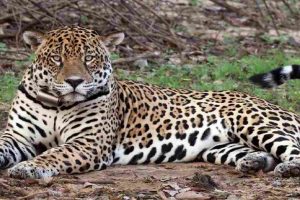 Matan tigre mariposa en Amazonas tras alarma en comunidad indígena