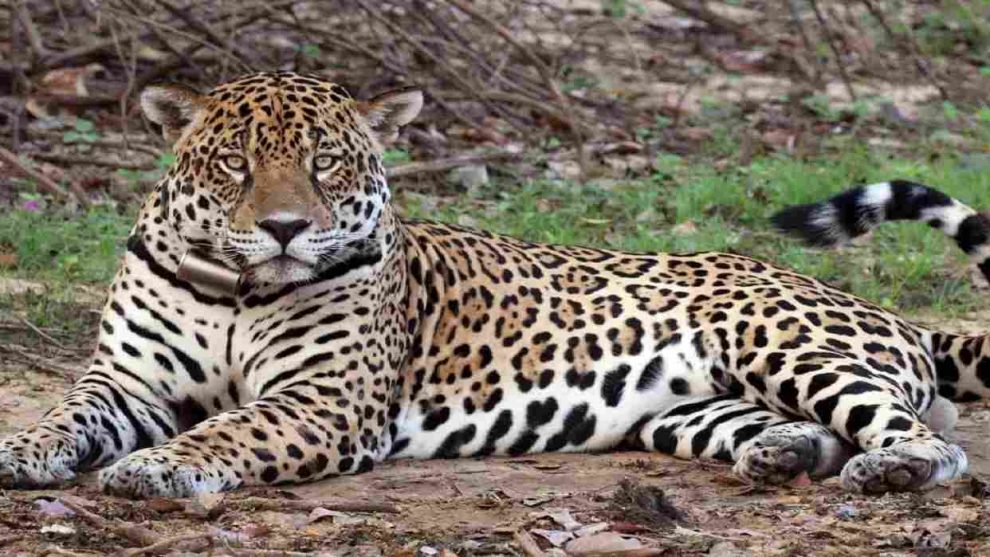 Matan tigre mariposa en Amazonas tras alarma en comunidad indígena