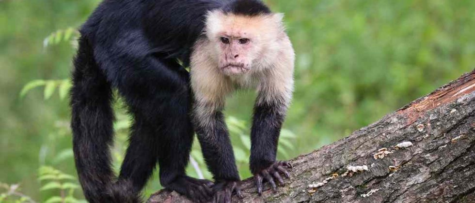 Monos capuchinos muerden a tres niños en Caricuao