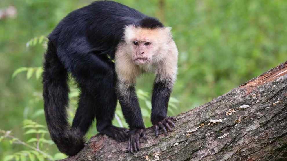 Monos capuchinos muerden a tres niños en Caricuao