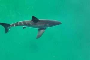 Científicos piden dejar de consumir cazón en Venezuela al alertar que proviene de tiburones bebés y amenaza especies en peligro