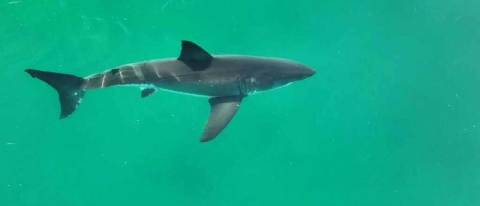 Científicos piden dejar de consumir cazón en Venezuela al alertar que proviene de tiburones bebés y amenaza especies en peligro