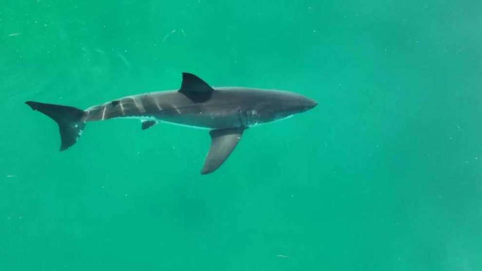 Científicos piden dejar de consumir cazón en Venezuela al alertar que proviene de tiburones bebés y amenaza especies en peligro