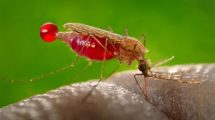 nuevo mosquito capaz de transmitir malaria