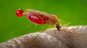 nuevo mosquito capaz de transmitir malaria