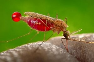 nuevo mosquito capaz de transmitir malaria
