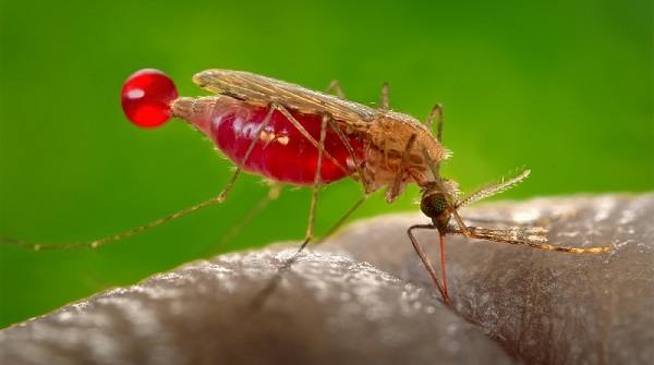 nuevo mosquito capaz de transmitir malaria