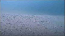 Cambio en el fondo marino de Chichiriviche de la Costa, La Guaira