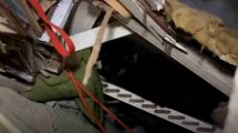 Rescatan gato tras 34 días bajo los escombros