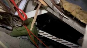 Rescatan gato tras 34 días bajo los escombros