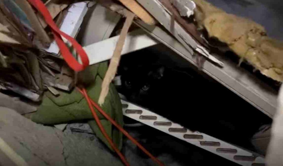 Rescatan gato tras 34 días bajo los escombros