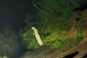 Fotografía de supuesta aparición en San Antonio de los Altos se hace viral y genera debate