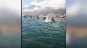 Surfistas homenajean a víctimas del terremoto en La Guaira con emotivo Paddle Out