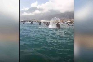 Surfistas homenajean a víctimas del terremoto en La Guaira con emotivo Paddle Out