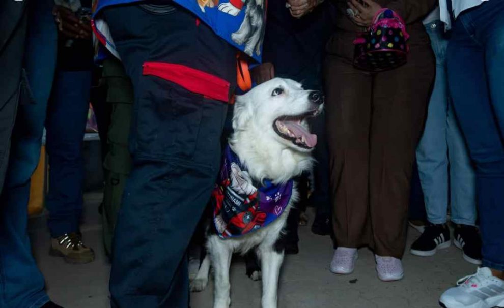 Develan estatua de Tsunami en Maracaibo en homenaje al perro rescatista de los terremotos