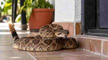 serpiente en casa
