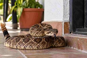 serpiente en casa