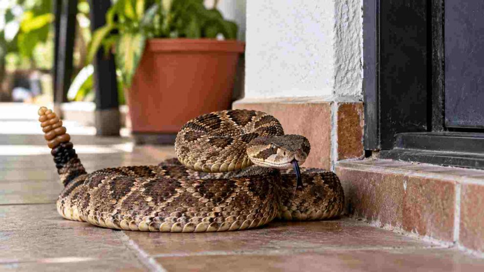 serpiente en casa